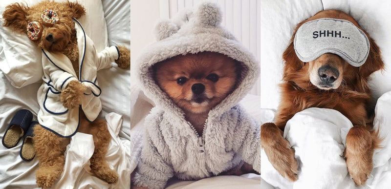 11 Fashionable Ways to Pamper your Pet